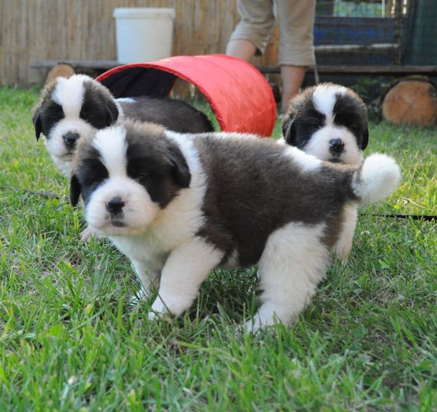 Tyronica S puppies - foto