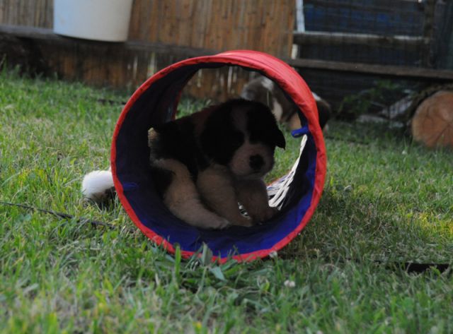 Tyronica S puppies - foto