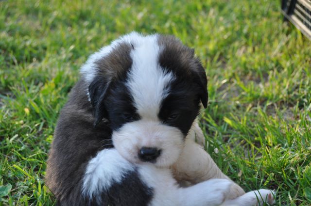 Tyronica S puppies - foto