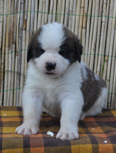 Tyronica S puppies - foto