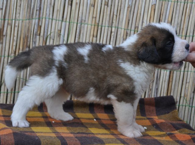 Tyronica S puppies - foto