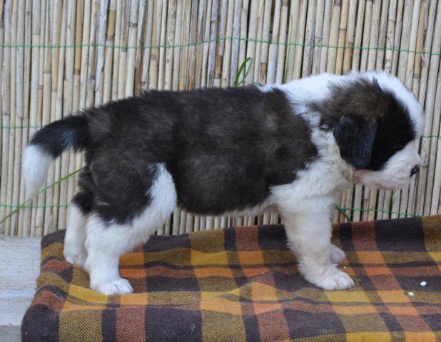 Tyronica S puppies - foto