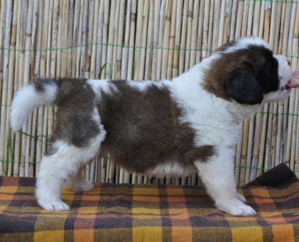 Tyronica S puppies - foto