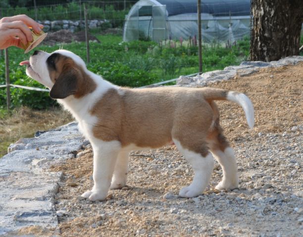 Tyronica S puppies - foto