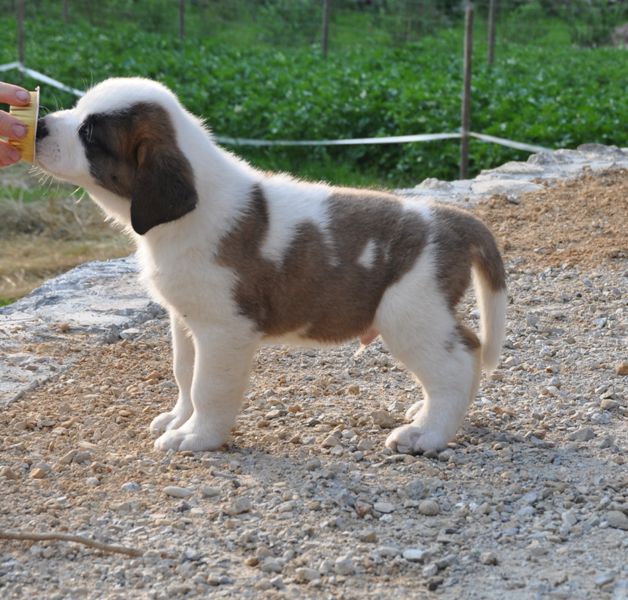 Tyronica S puppies - foto