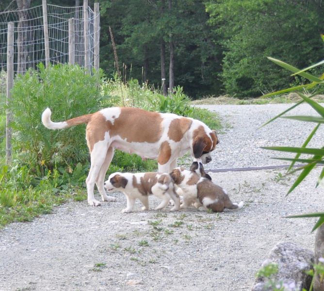 Tyronica S puppies - foto povečava