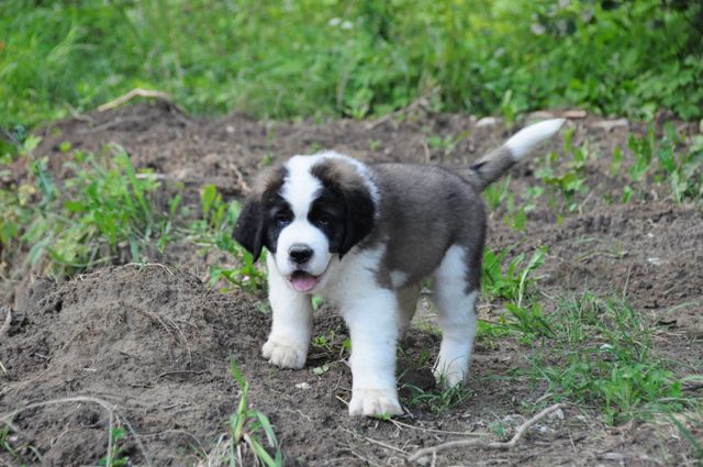 Tyronica S puppies - foto