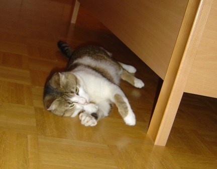 Lukec - foto povečava