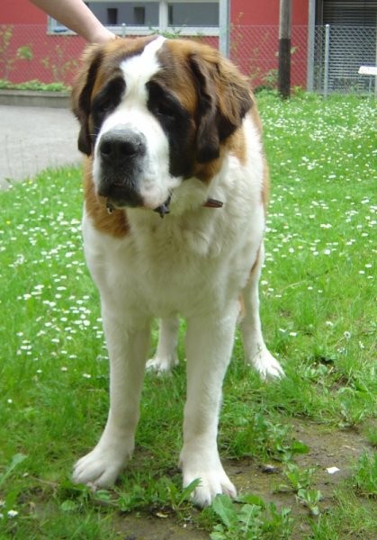 Bonnita (Tyronica Born in May)