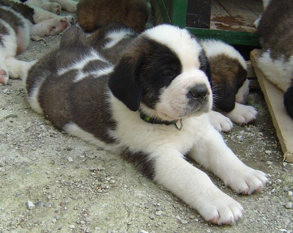 Age: 5 weeks