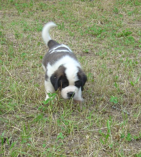 Age: 5 weeks