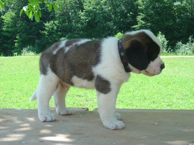 Age: 6 weeks