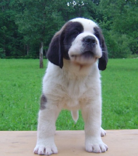 Tyronica Born for Winning - foto