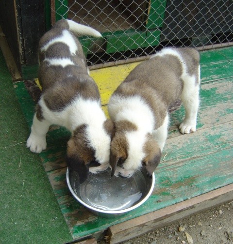Otok & Bry (both shorthaired)