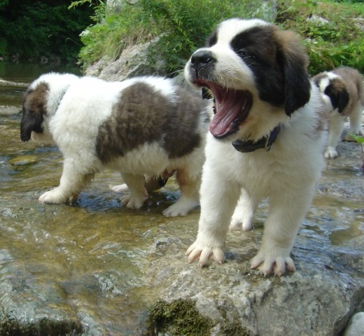 Bonny und BigFoot