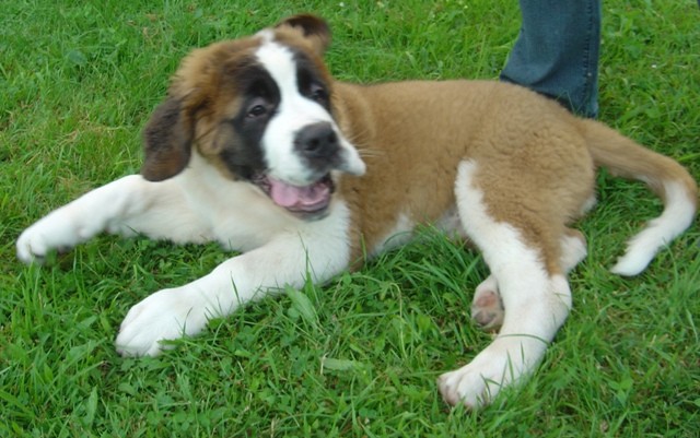13 weeks (19.8.05)