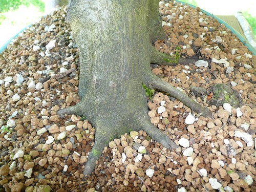 BONSAI - foto povečava