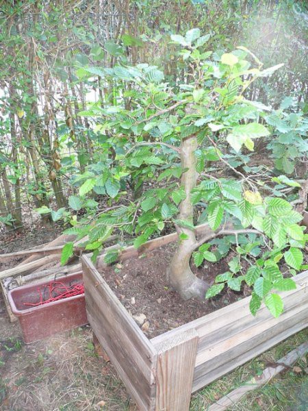 BONSAI - foto povečava