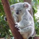 KOALA ZELO LEPA ŽIVAL