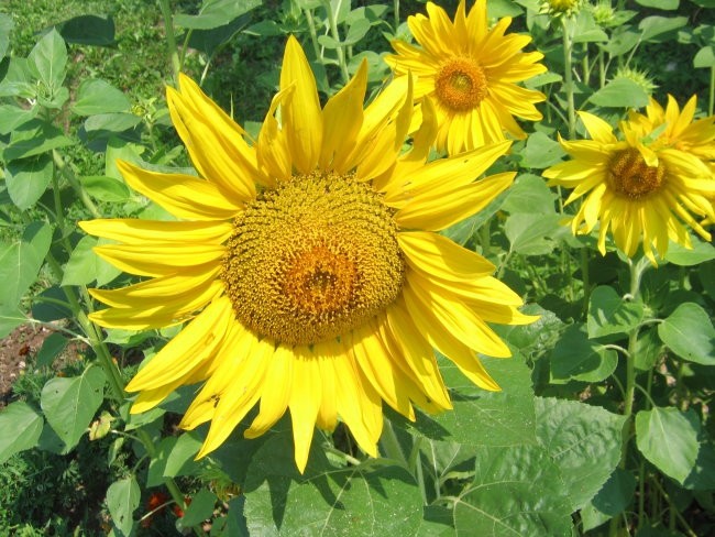 Der Sunflower #1