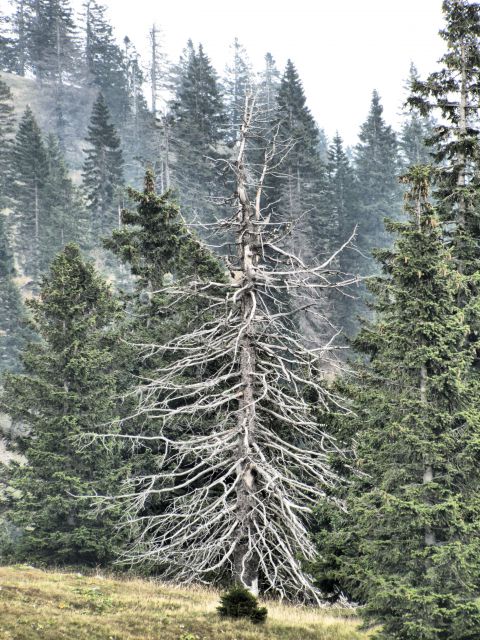 Velika planina - foto