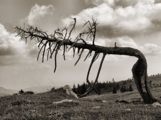 Velika planina - foto