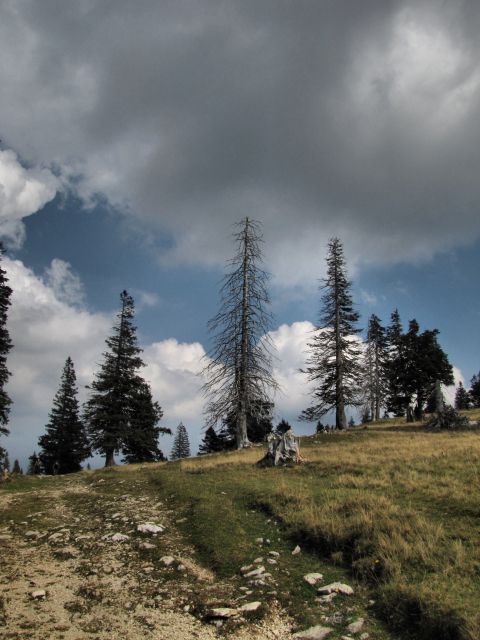 Velika planina - foto