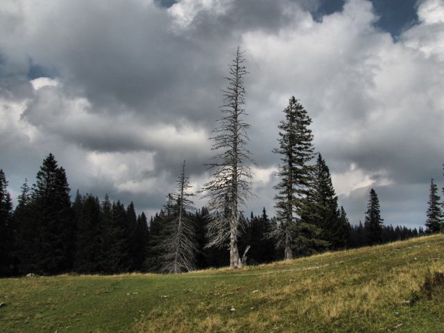 Velika planina - foto