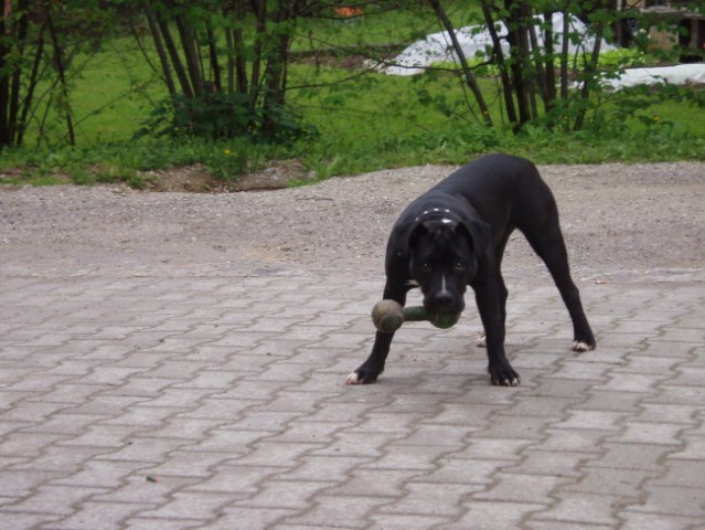 Tajga in Gaja(AMSTF) - foto