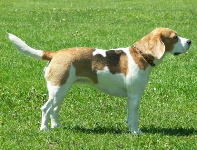 Beagle - Hrušica maj 2005 - foto