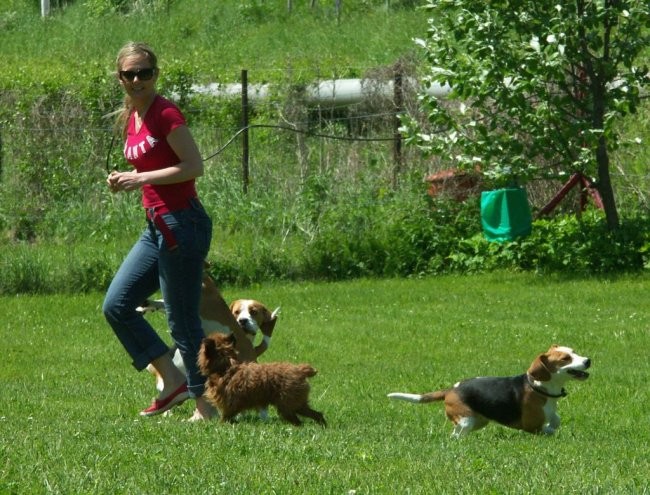 Beagle - Hrušica maj 2005 - foto povečava