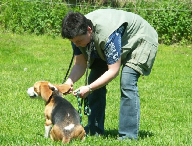 Beagle - Hrušica maj 2005 - foto