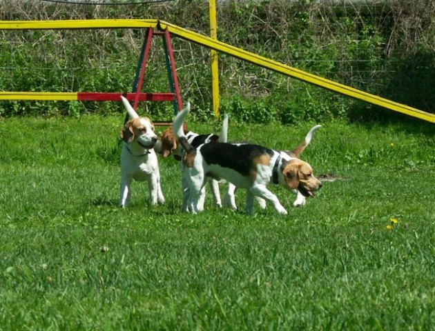 Beagle - Hrušica maj 2005 - foto