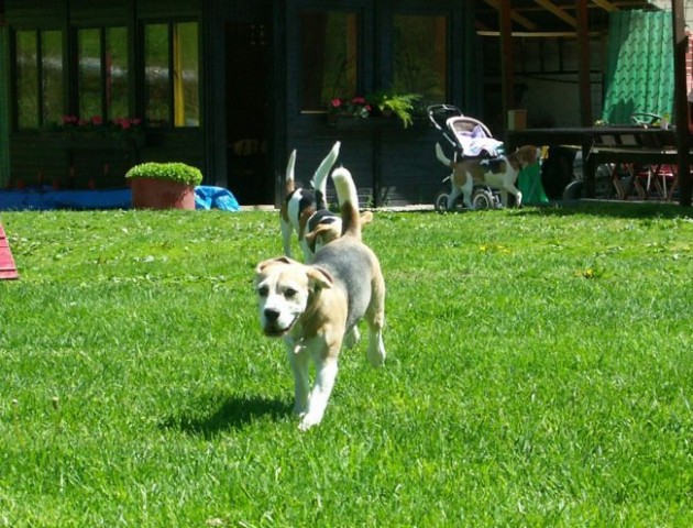 Beagle - Hrušica maj 2005 - foto