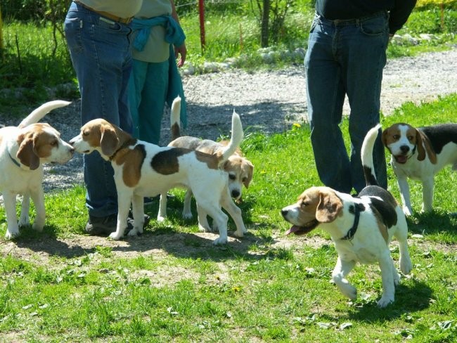 Beagle - Hrušica maj 2005 - foto povečava