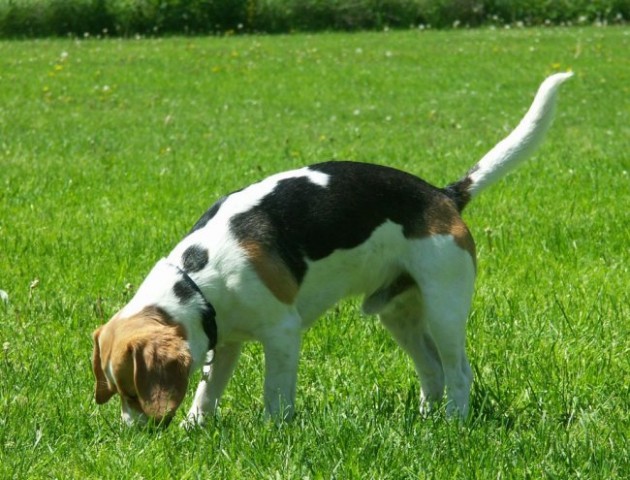 Beagle - Hrušica maj 2005 - foto