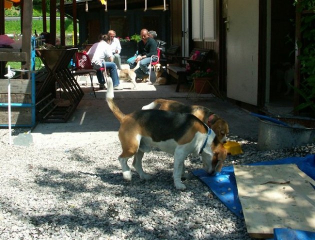 Beagle - Hrušica maj 2005 - foto