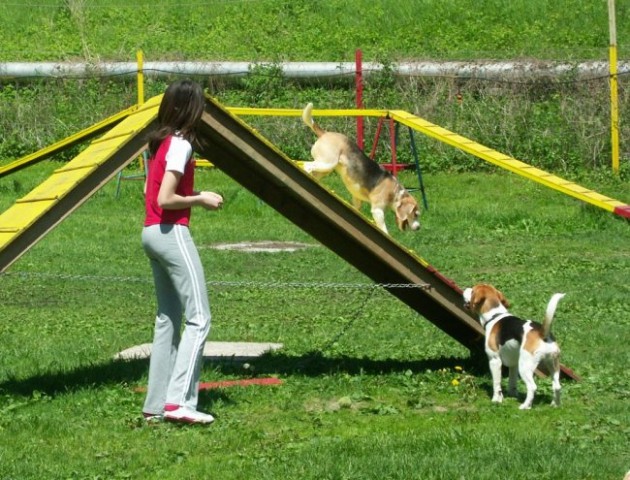 Beagle - Hrušica maj 2005 - foto