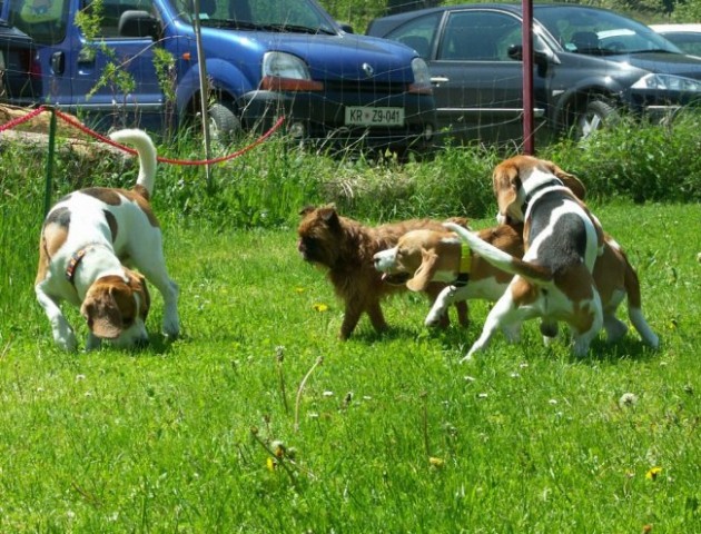 Beagle - Hrušica maj 2005 - foto