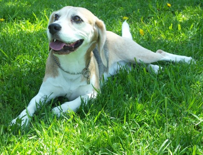 Beagle - Hrušica maj 2005 - foto povečava