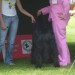 25.05.2008 Cacib Varaždin
res sem pridna