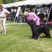25.05.2008 Cacib Varaždin
sodnik izbira najlepšo