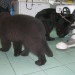 24.06.2008
S Carlosom sva šla na veterinarsko postajo