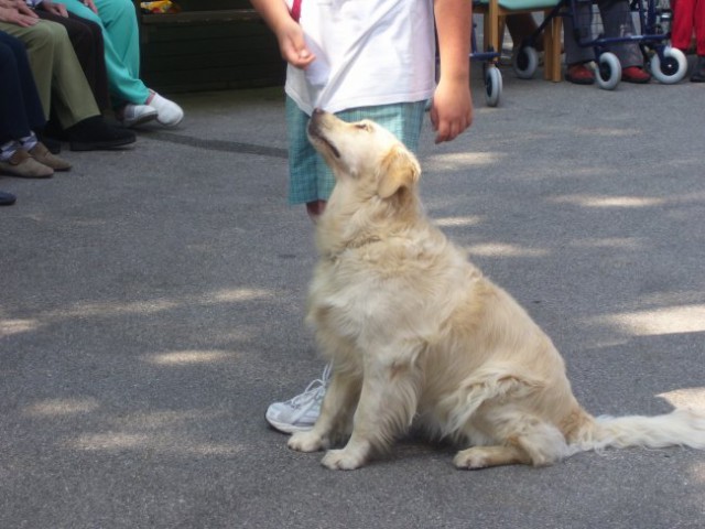 03.07.2008
zlata prinašalka Ajka