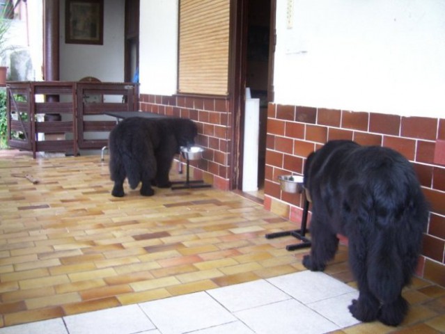 15.08.2008
večerja