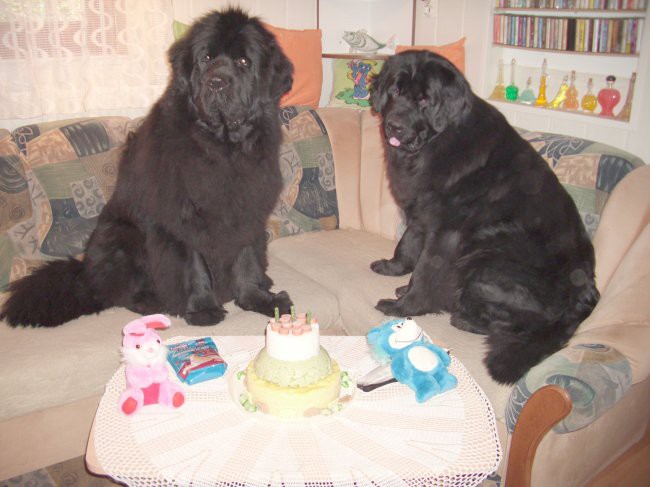 20.03.2009
Danes je Sona praznovala svoj 3. rojstni dan v družbi celotne družine