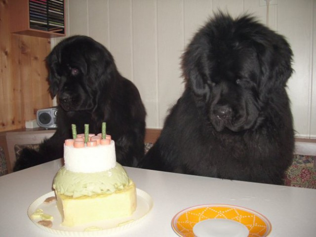 20.03.2009
dva kosa torte sta se že odrezala ...