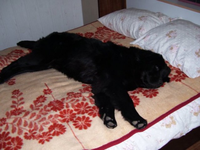 Tale postelja je prav dovolj velika zame-počitek, 05.11.2006