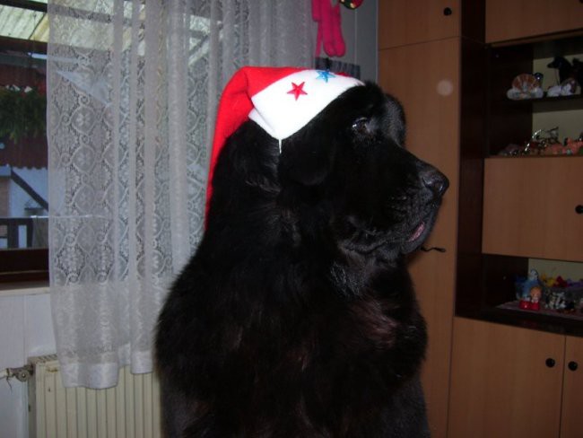 20.12.2006
moj prvi božič