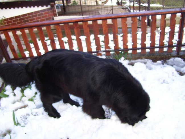 20.03.2007
moj prvi rojstni dan, zapadlo je kar nekaj snega